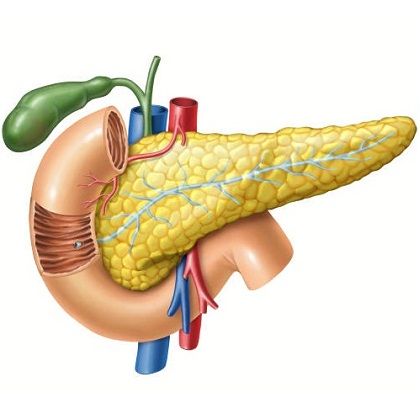 Pancreatic Cancer Treatment in Pune – Pancreas Anatomy Illustration